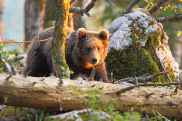 Slovenian bear