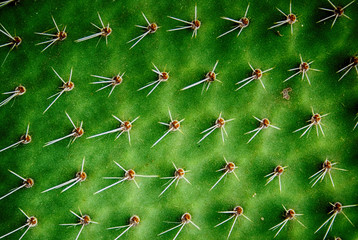 green texture