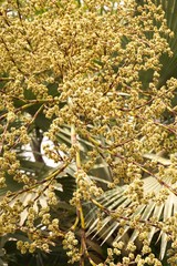 bud palm in nature garden
