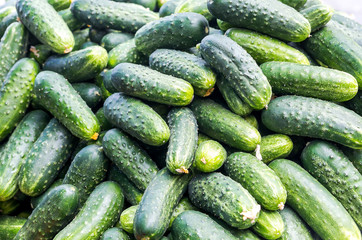 A large number of ripe green cucumbers