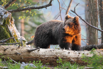 Naklejka na ściany i meble Slovenian bear