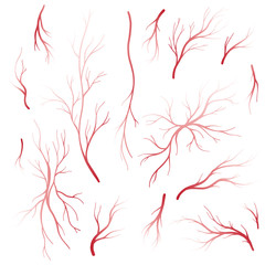 Human blood veins and arteries vector set