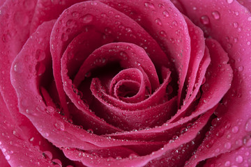 Pink rose flower with water drops in macro background. Texture for floral designer.