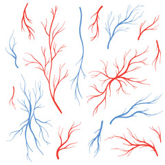 Human blood veins and arteries vector set - obrazy, fototapety, plakaty
