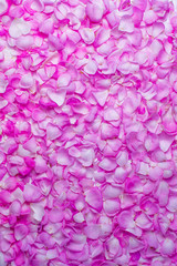 Pink rose petals. Valentine's day background. Flat lay, top view