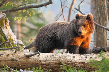 Naklejka na ściany i meble Slovenian bear