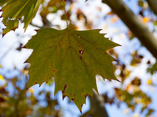 MAPLE LEAF JUST ABOUT TO FULL