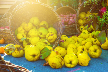 Quince