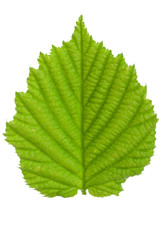 The leaf of hazelnut isolated on a white background