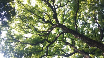tree - japan 201505