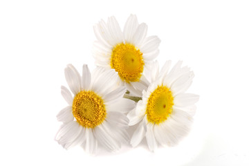 Obraz premium Three chamomile or daisies isolated on white background