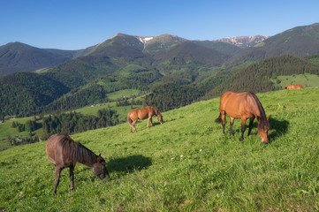 Fototapeta na wymiar Horses on the mountain field. Beautiful natural landscape with animals
