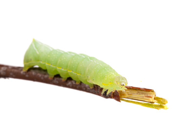 Green caterpillar on stick isolated on white background