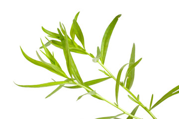 Sprig of tarragon isolated on a white background. Artemisia dracunculus