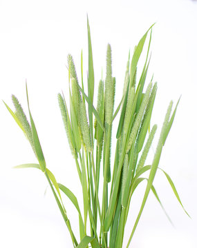 Green grass timothy-grass on a white background