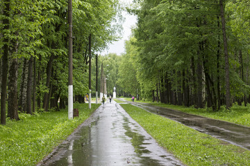 the solar Park has ancient trees. here people walk with the family