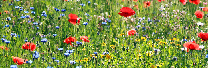 banner meadow with wildflowers - obrazy, fototapety, plakaty