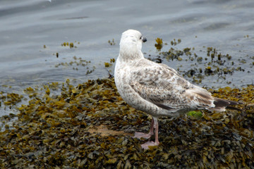 Lesser Black-backed gull, South Queensferry, Scotland