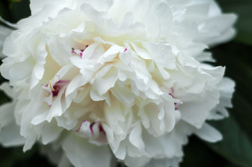 Blooming white peonies in garden.