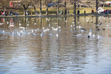 Birds flying over lake, cold spring day