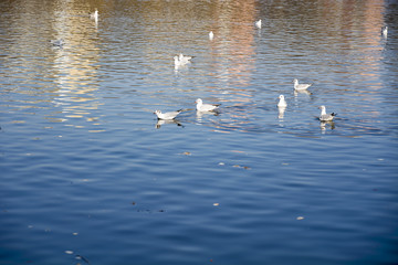 Fototapeta premium Birds flying over lake, cold spring day