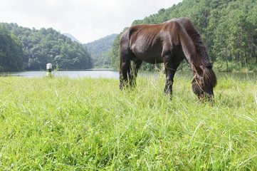 Fototapeta na wymiar The brown horse eat the grass at the outdoor .