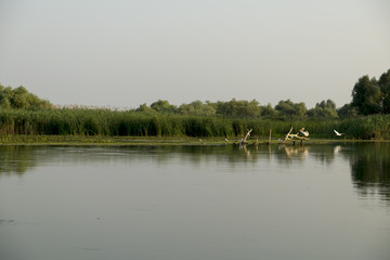 Landscape with waterline, birds, reeds and vegetation in Danube Delta, Romania