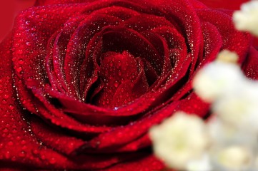 Close Up of  Red Rose