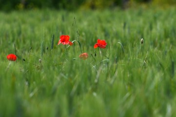Red Poppies in a green wheat field
