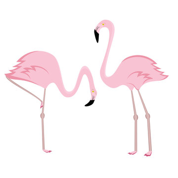 Vector illustration of two pink cartoon flamingos on white background.