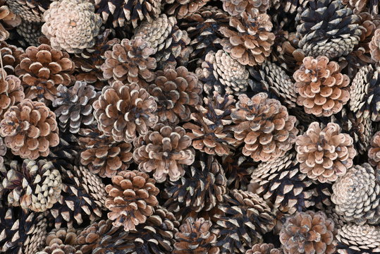 Background of dry brown pine cones