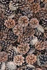 Background of dry brown pine cones
