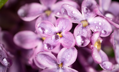 Fototapeta na wymiar A drop of water on the flowers of lilac