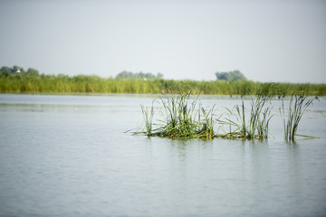 Landscape with waterline, birds, reeds and vegetation in Danube Delta, Romania