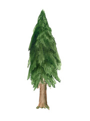 Watercolor fir tree
