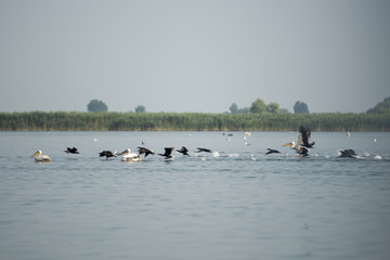 Landscape with white pelicans in Danube Delta, Romania, in a summer sunny day