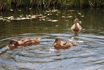 mother duck ( mallard duck, anas platyrhynchos ) with ducklings swimming on lake surface