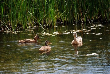 mother duck ( mallard duck, anas platyrhynchos ) with ducklings swimming on lake surface