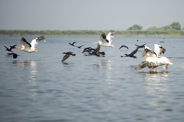 Landscape with white pelicans in Danube Delta, Romania, in a summer sunny day