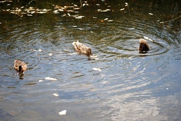 mother duck ( mallard duck, anas platyrhynchos ) with ducklings swimming on lake surface