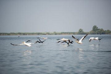 Landscape with white pelicans in Danube Delta, Romania, in a summer sunny day