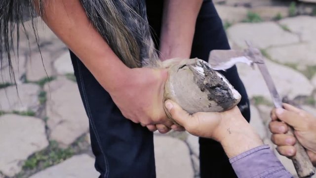 trimming, cleaning, shaping and cutting the excess sole tissue off the horse's hooves using knife in blacksmith shop. Horseshoe maker horseshoeing the horse. Azerbaijan