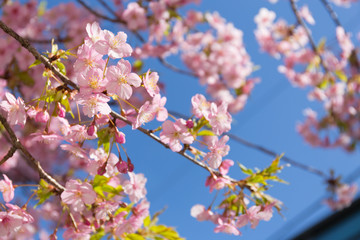 Pink sakura blossom and sunlight with blue sky background