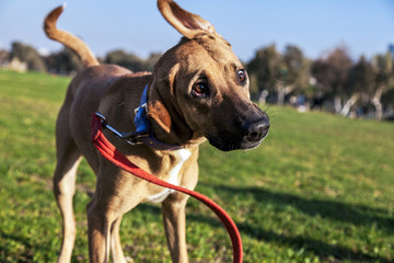 Shaking Dog in Park