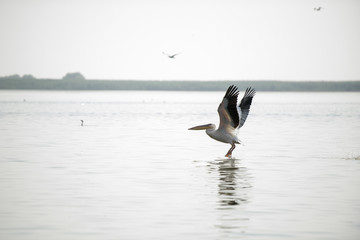 Landscape with white pelicans in Danube Delta, Romania, in a summer sunny day