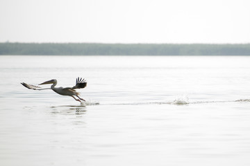 Landscape with white pelicans in Danube Delta, Romania, in a summer sunny day