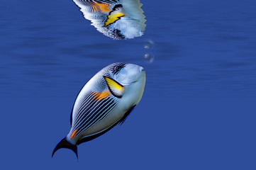 illustration of a tropical fish under surface