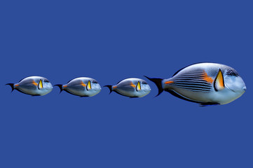 Illustration of tropical fish swimming in row