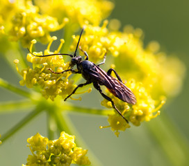 Wasp on yellow flower in nature