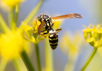 Wasp on yellow flower in nature